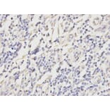 Anti-PRDX2 Antibody from Bioworld Technology (BS6744) - Antibodies.com