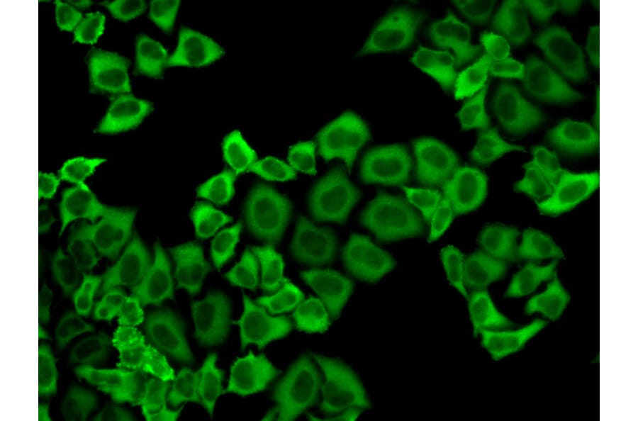 Anti-PRDX2 Antibody from Bioworld Technology (BS6744) - Antibodies.com
