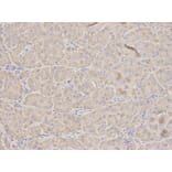 Anti-TFPI Antibody from Bioworld Technology (BS6745) - Antibodies.com