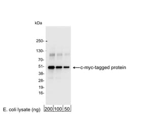 Western Blot - Anti-Myc Tag Antibody (A295119) - Antibodies.com