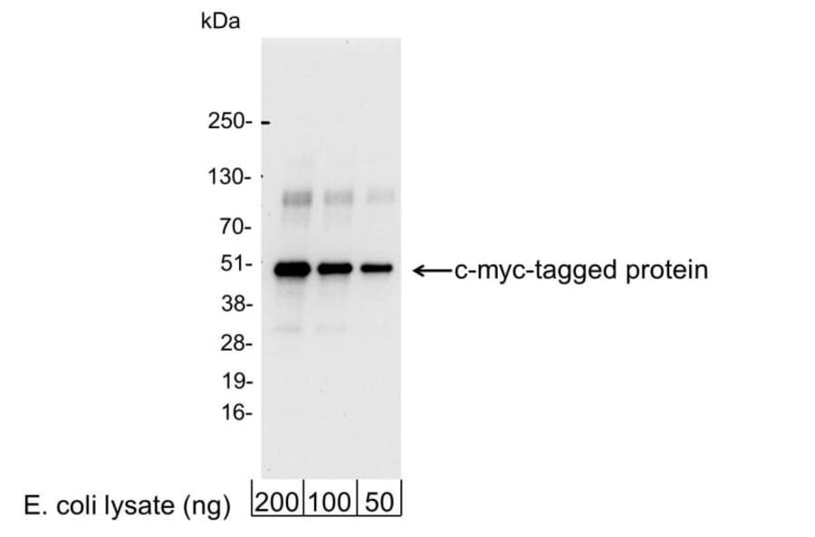 Western Blot - Anti-Myc Tag Antibody (A295119) - Antibodies.com