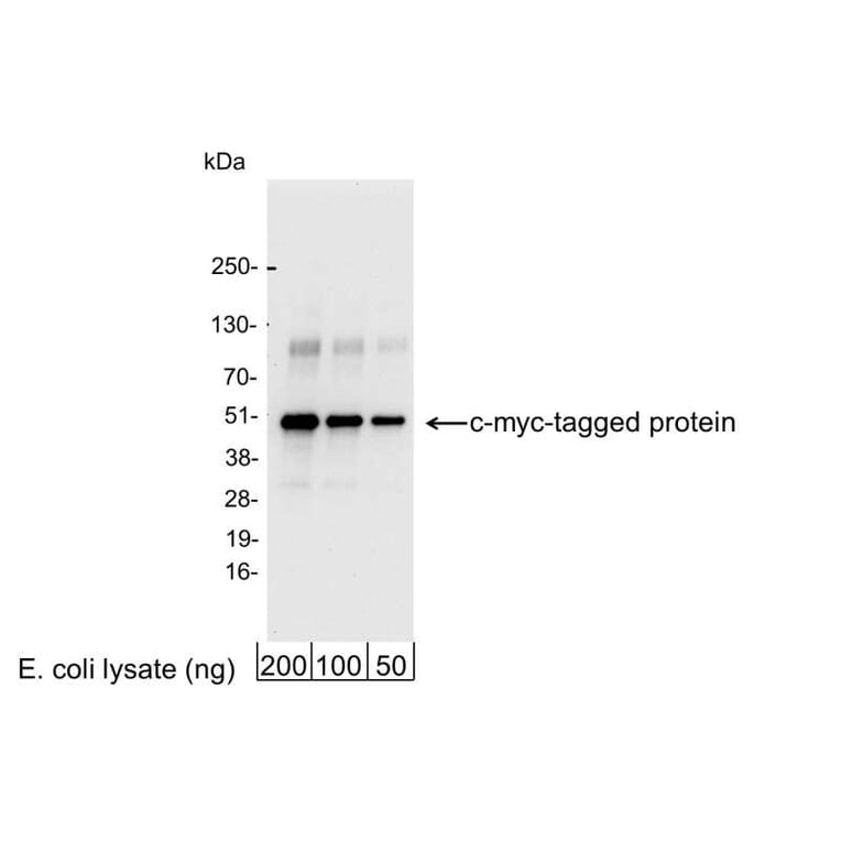 Western Blot - Anti-Myc Tag Antibody (A295119) - Antibodies.com