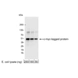 Western Blot - Anti-Myc Tag Antibody (A295119) - Antibodies.com