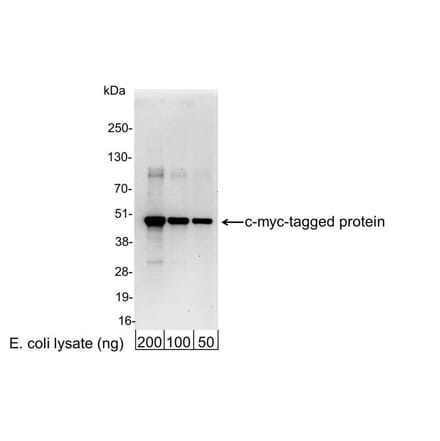 Western Blot - Anti-Myc Tag Antibody (A295120) - Antibodies.com