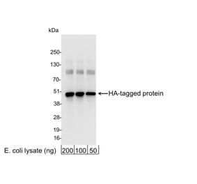 Western Blot - Anti-HA Tag Antibody (A295124) - Antibodies.com