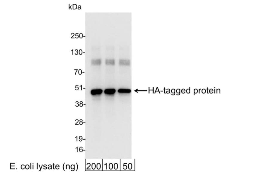 Western Blot - Anti-HA Tag Antibody (A295124) - Antibodies.com