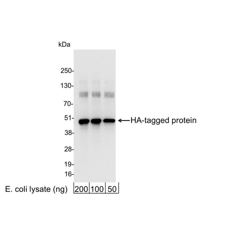 Western Blot - Anti-HA Tag Antibody (A295124) - Antibodies.com