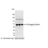 Western Blot - Anti-HA Tag Antibody (A295124) - Antibodies.com