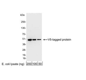 Western Blot - Anti-V5 Tag Antibody (A295140) - Antibodies.com