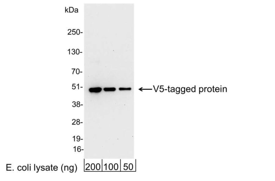 Western Blot - Anti-V5 Tag Antibody (A295140) - Antibodies.com