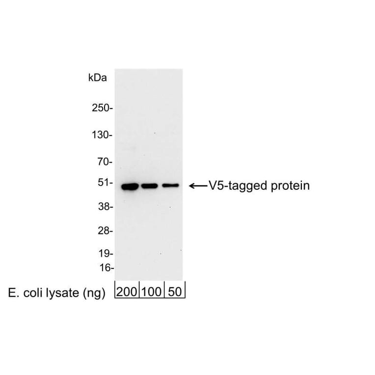 Western Blot - Anti-V5 Tag Antibody (A295140) - Antibodies.com
