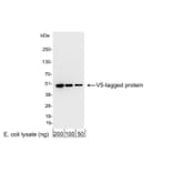 Western Blot - Anti-V5 Tag Antibody (A295140) - Antibodies.com
