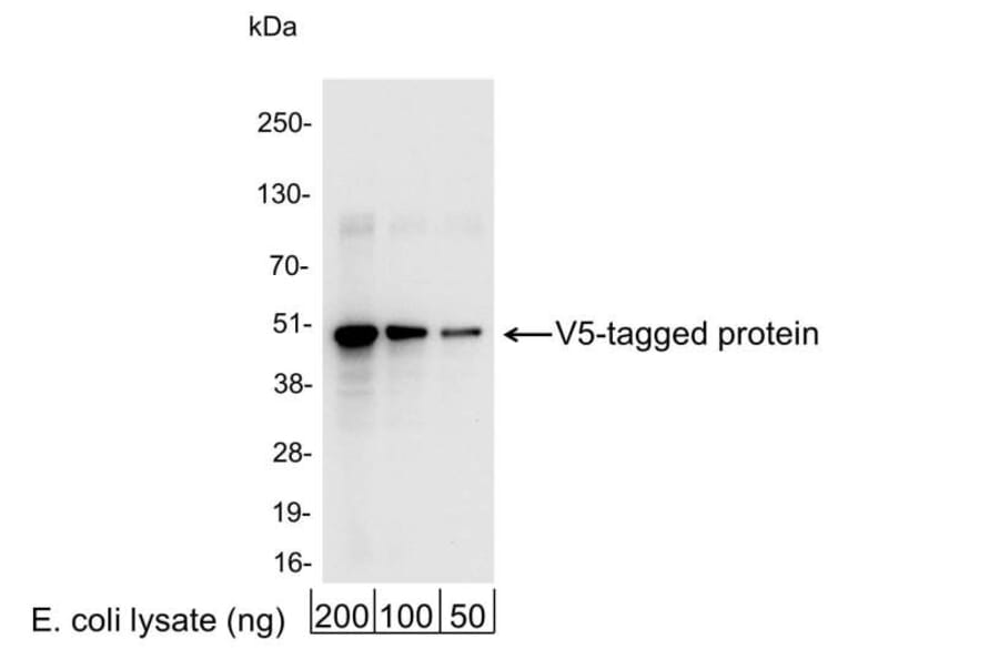 Western Blot - Anti-V5 Tag Antibody (A295141) - Antibodies.com