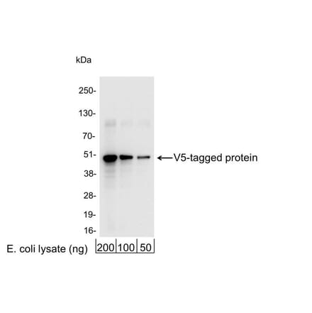 Western Blot - Anti-V5 Tag Antibody (A295141) - Antibodies.com