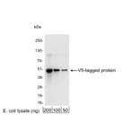 Western Blot - Anti-V5 Tag Antibody (A295141) - Antibodies.com