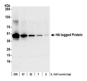 Western Blot - Anti-HA Tag Antibody (A295163) - Antibodies.com