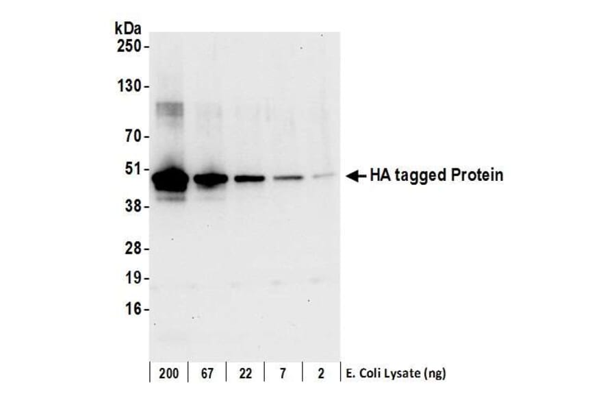 Western Blot - Anti-HA Tag Antibody (A295163) - Antibodies.com