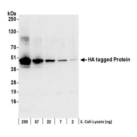 Western Blot - Anti-HA Tag Antibody (A295163) - Antibodies.com
