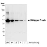 Western Blot - Anti-HA Tag Antibody (A295163) - Antibodies.com