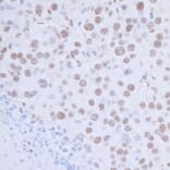 Immunohistochemistry - Anti-HAUSP / USP7 Antibody (A295211) - Antibodies.com
