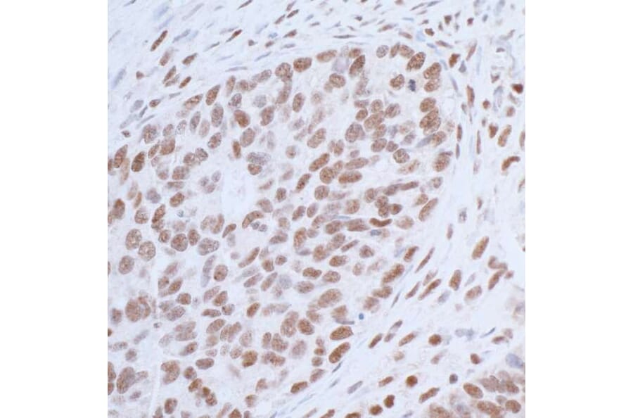 Immunohistochemistry - Anti-HAUSP / USP7 Antibody (A295211) - Antibodies.com