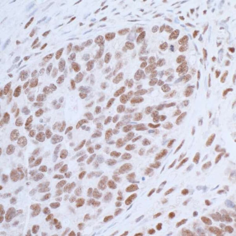 Immunohistochemistry - Anti-HAUSP / USP7 Antibody (A295211) - Antibodies.com