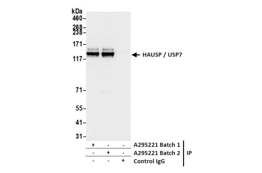 Immunoprecipitation - Anti-HAUSP / USP7 Antibody (A295211) - Antibodies.com