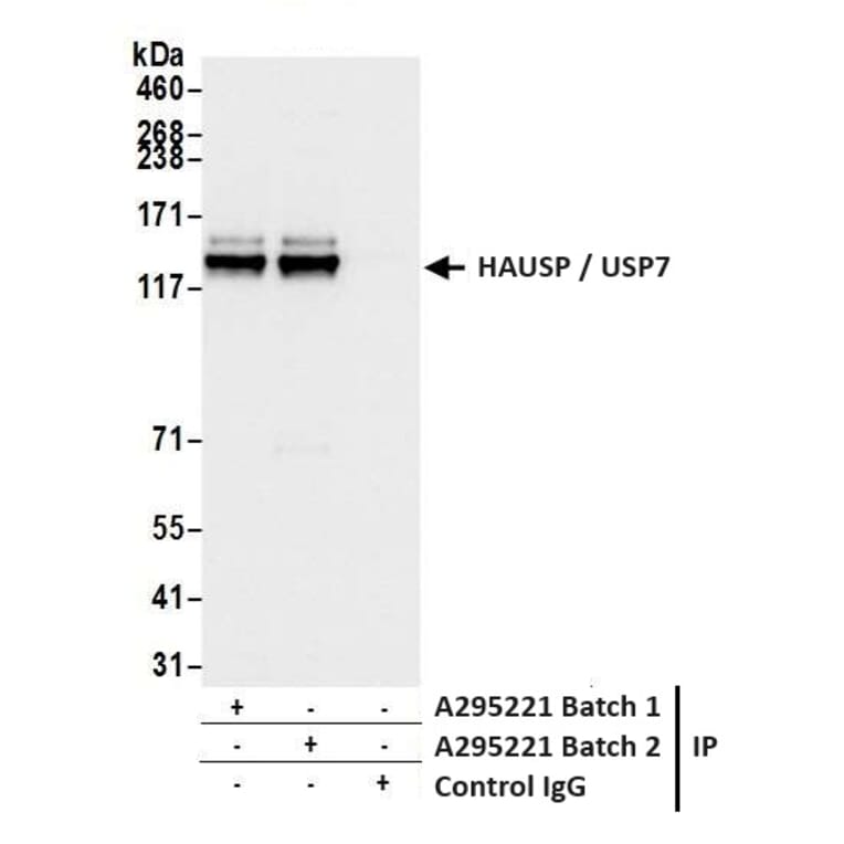 Immunoprecipitation - Anti-HAUSP / USP7 Antibody (A295211) - Antibodies.com