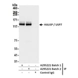 Immunoprecipitation - Anti-HAUSP / USP7 Antibody (A295211) - Antibodies.com