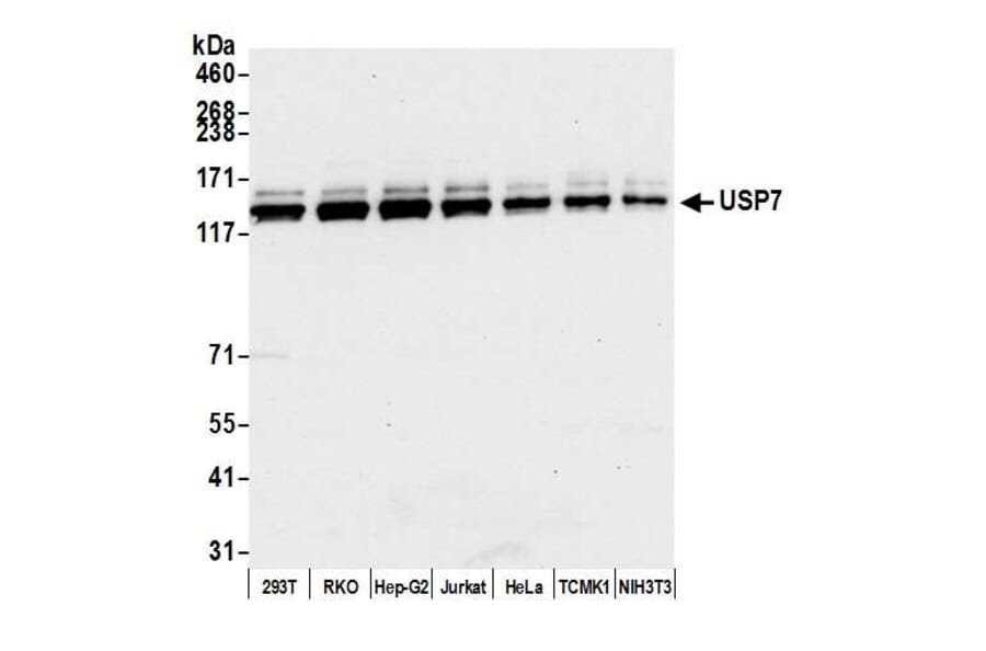Western Blot - Anti-HAUSP / USP7 Antibody (A295211) - Antibodies.com