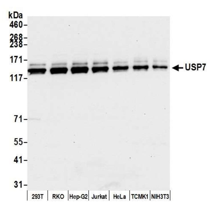 Western Blot - Anti-HAUSP / USP7 Antibody (A295211) - Antibodies.com