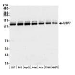 Western Blot - Anti-HAUSP / USP7 Antibody (A295211) - Antibodies.com