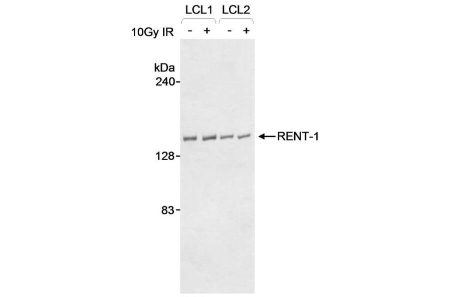Western Blot - Anti-RENT1 / hUPF1 Antibody (A295213) - Antibodies.com