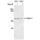 Western Blot - Anti-RENT1 / hUPF1 Antibody (A295213) - Antibodies.com