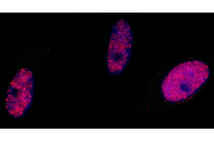 Immunocytochemistry - Anti-SMC1A (phospho Ser966) Antibody (A295220) - Antibodies.com
