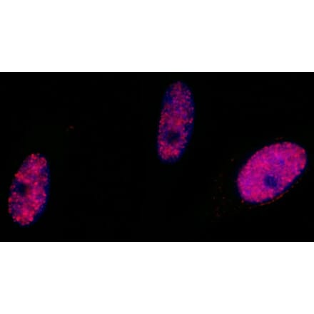 Immunocytochemistry - Anti-SMC1A (phospho Ser966) Antibody (A295220) - Antibodies.com