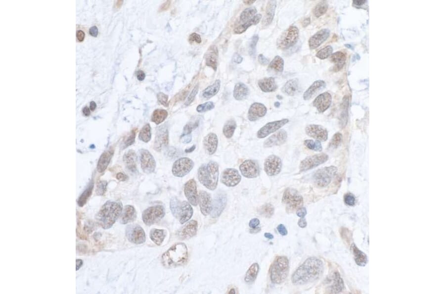 Immunohistochemistry - Anti-SMC1A (phospho Ser966) Antibody (A295220) - Antibodies.com