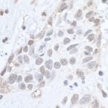 Immunohistochemistry - Anti-SMC1A (phospho Ser966) Antibody (A295220) - Antibodies.com