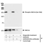 Immunoprecipitation - Anti-SMC1A (phospho Ser966) Antibody (A295220) - Antibodies.com