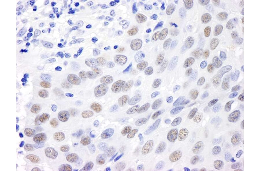 Immunohistochemistry - Anti-MDC1 Antibody (A295223) - Antibodies.com