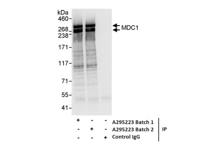 Immunoprecipitation - Anti-MDC1 Antibody (A295223) - Antibodies.com