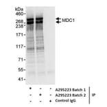 Immunoprecipitation - Anti-MDC1 Antibody (A295223) - Antibodies.com