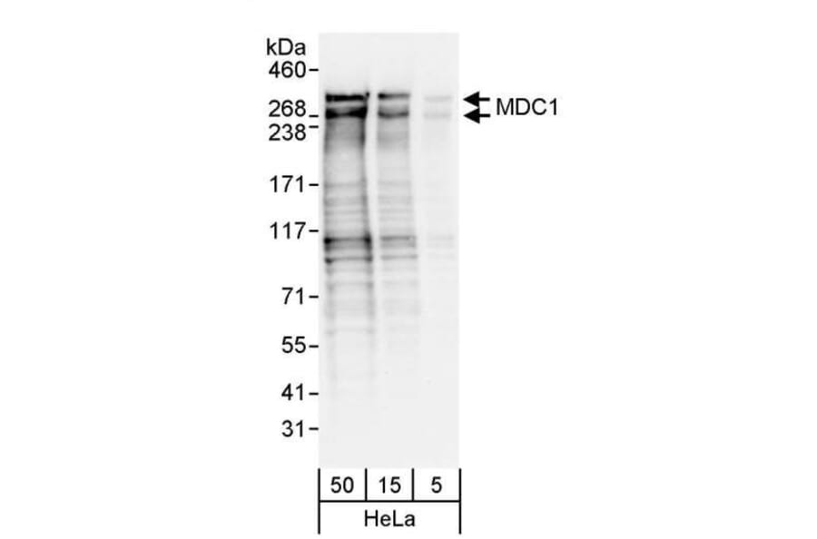 Western Blot - Anti-MDC1 Antibody (A295223) - Antibodies.com