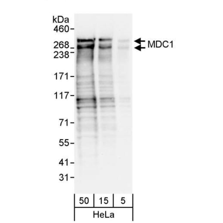 Western Blot - Anti-MDC1 Antibody (A295223) - Antibodies.com