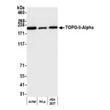 Western Blot - Anti-Topoisomerase II alpha Antibody (A295224) - Antibodies.com