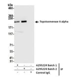 Immunoprecipitation - Anti-Topoisomerase II alpha Antibody (A295224) - Antibodies.com