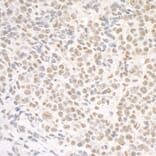 Immunohistochemistry - Anti-SMC1A Antibody (A295225) - Antibodies.com