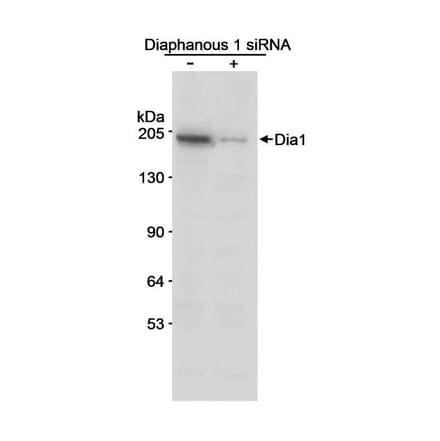 Western Blot - Anti-DIAPH1 Antibody (A295241) - Antibodies.com