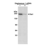 Western Blot - Anti-DIAPH1 Antibody (A295241) - Antibodies.com