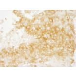 Immunohistochemistry - Anti-DIAPH1 Antibody (A295241) - Antibodies.com